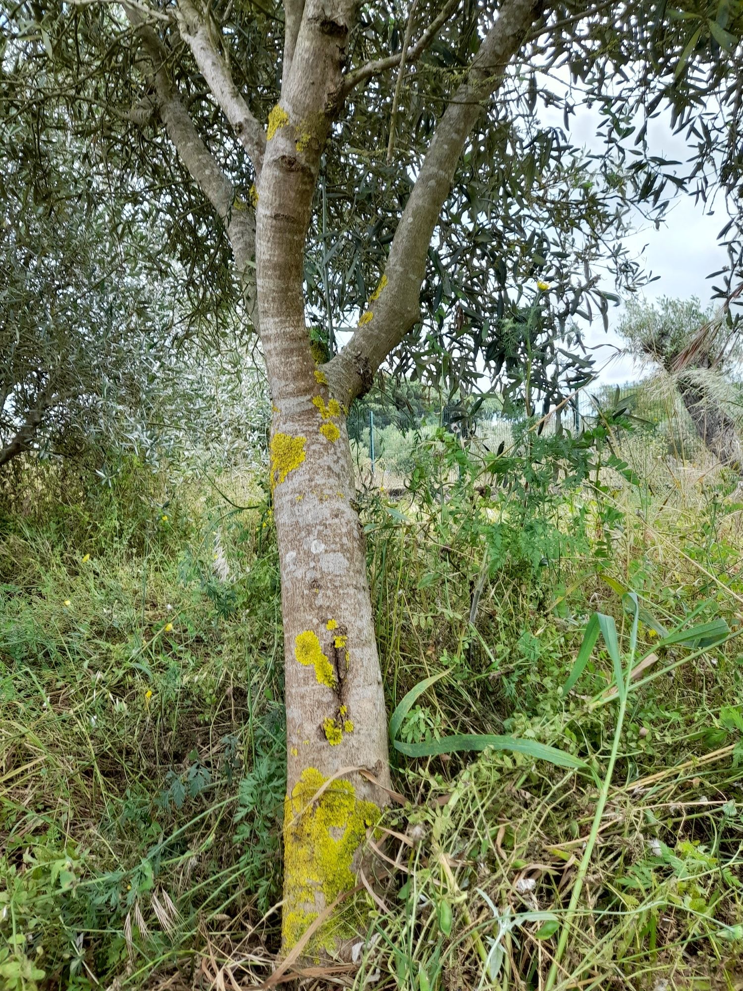 Oliveiras de jardim