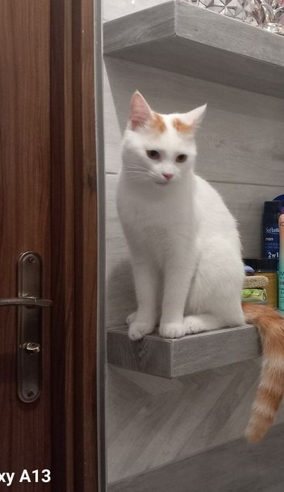 Oddam rocznego kotka w dobre ręce. Tylko dom niewychodzący.