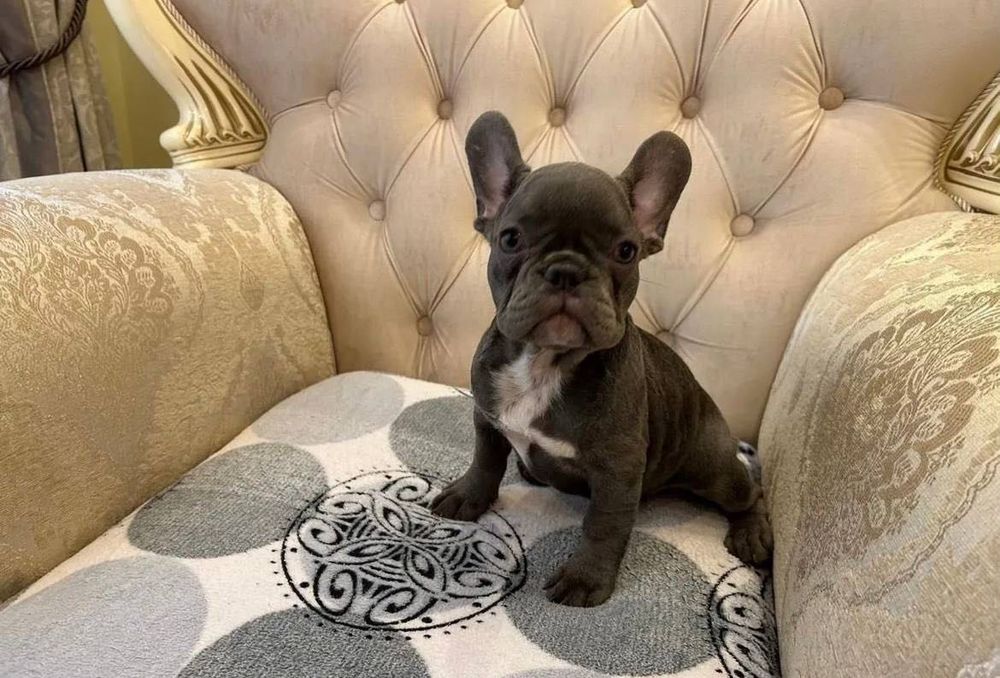 Французький бульдог продаж