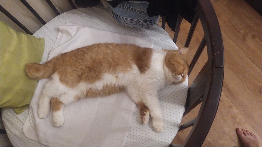 Потерялась кошка экзот. Запорожье.