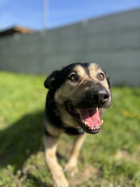 Halk do adopcji!