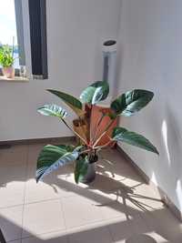 Filodendron Rojo Congo XXL