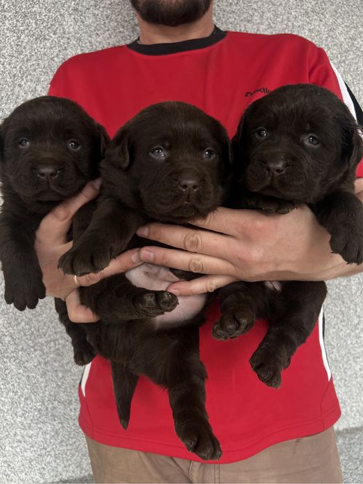 Шоколад темний  хлопчики та дівчатка