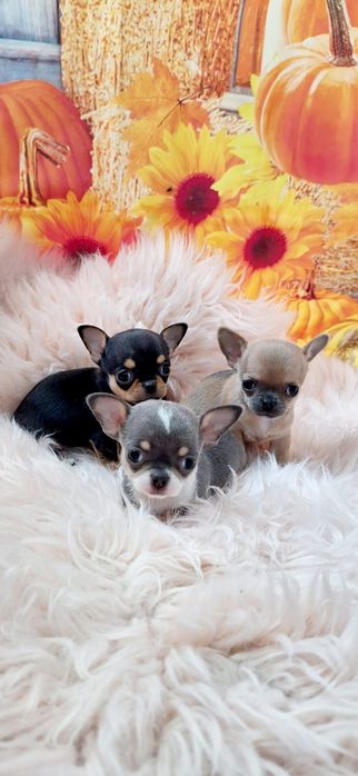 Chihuahua piękna płowa mini sunia