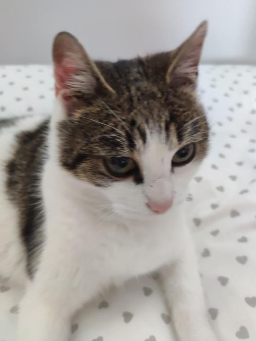 Kitka - cudowna kotka do adopcji