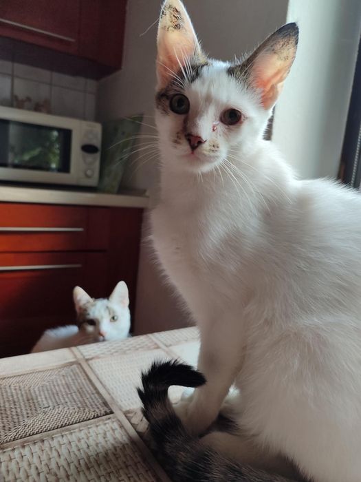 Adopcja kocurki Czesław