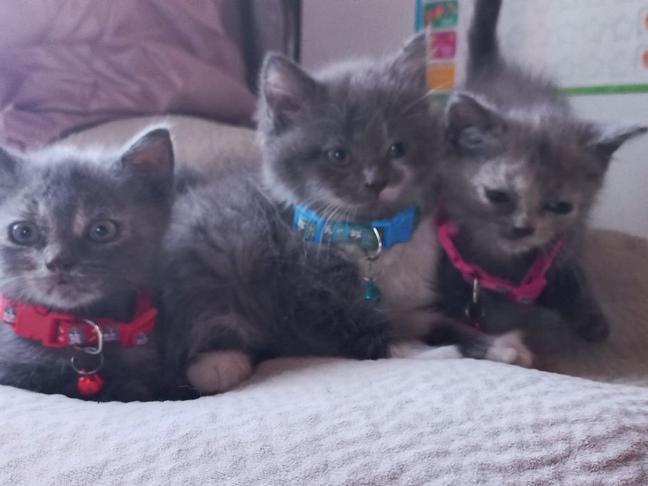 Котенята 2 місяці (2дівчинки і 1 хлопця)