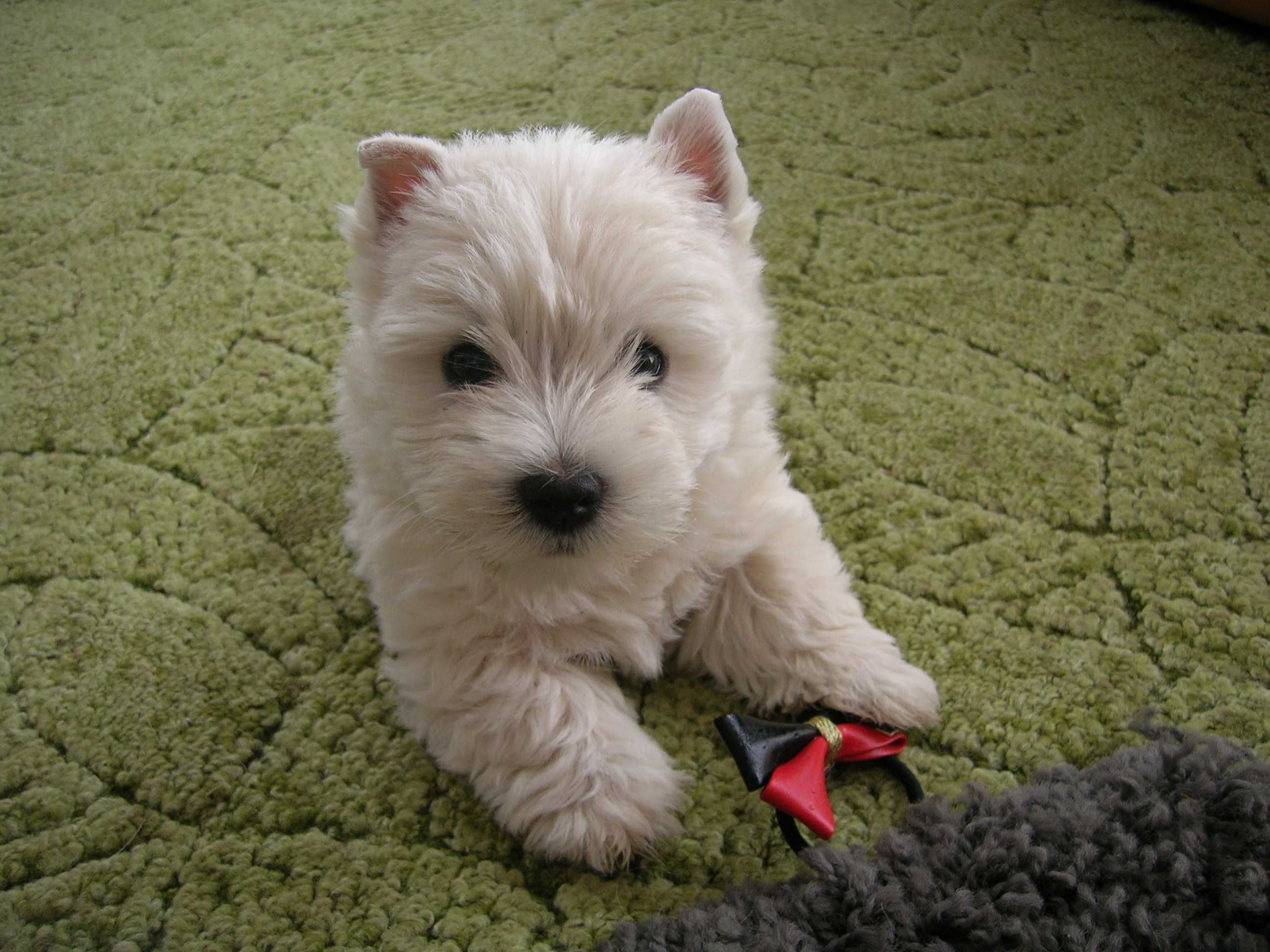 West Terrier-śliczna sunia