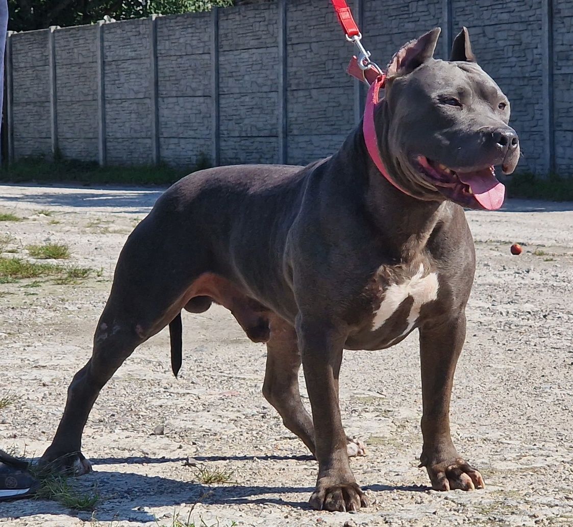 American Staffordshire Terrier Blue