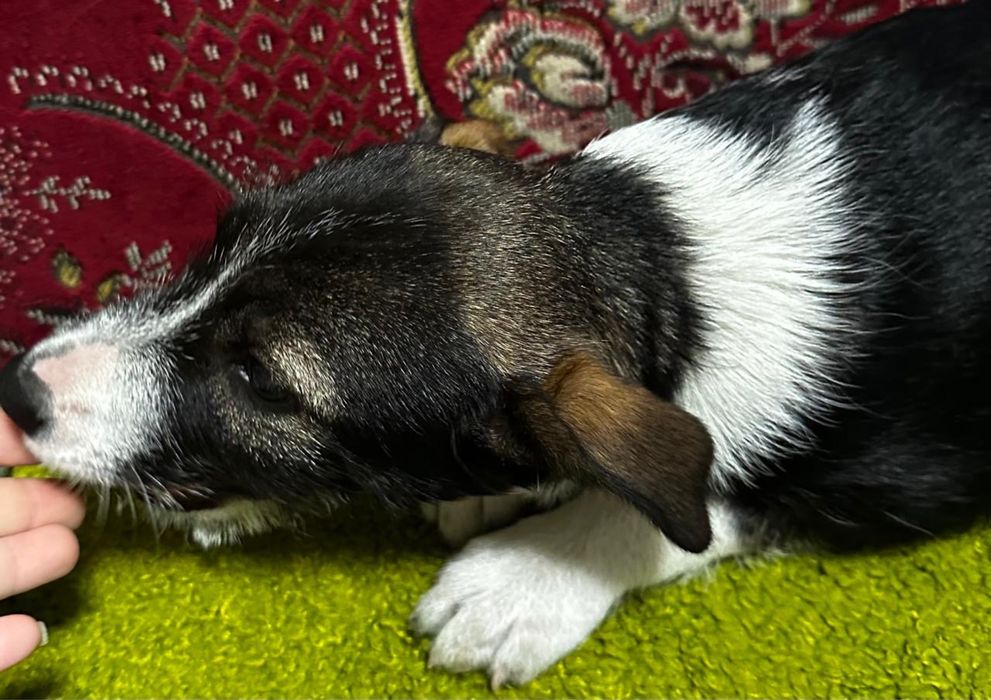 Віддамо песика в хороші руки