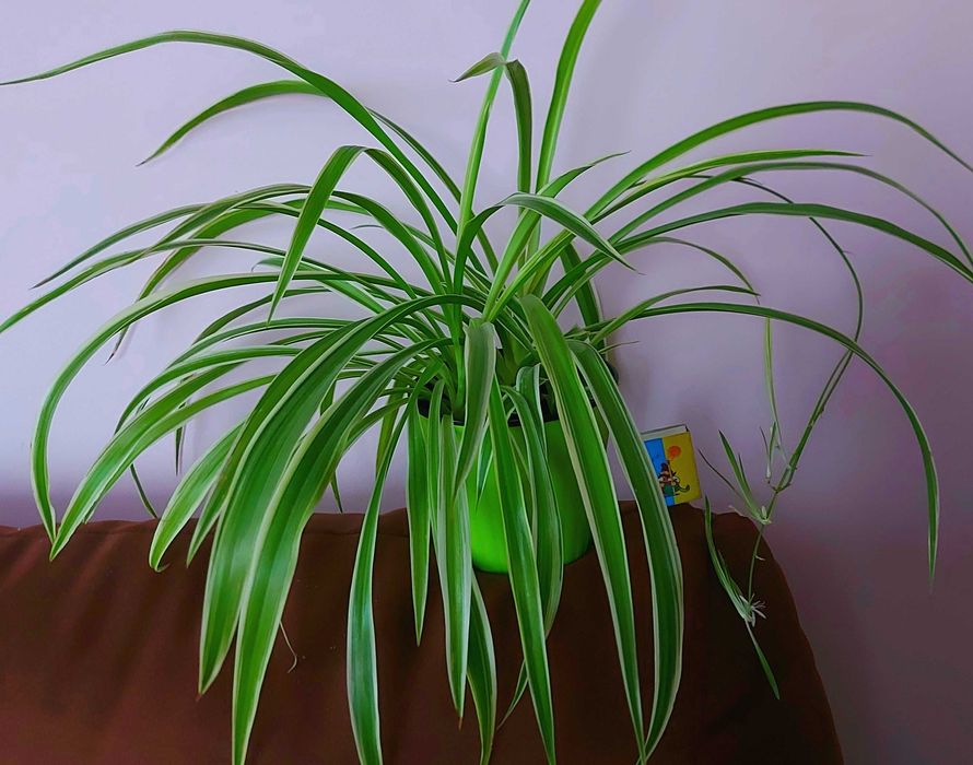 Хлорофітум  варієгантний сортовий