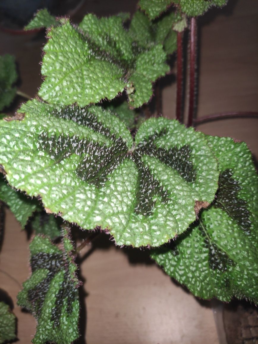 Begonia kwiat doniczkowy masoniana