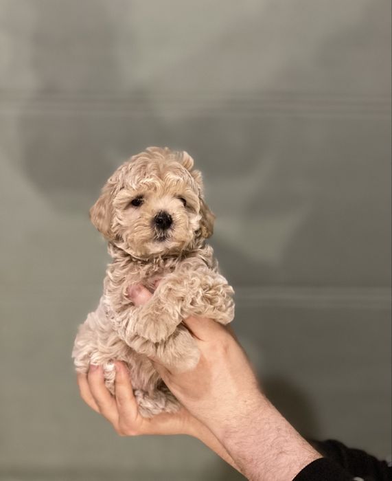 Міні красунчик мальтипу