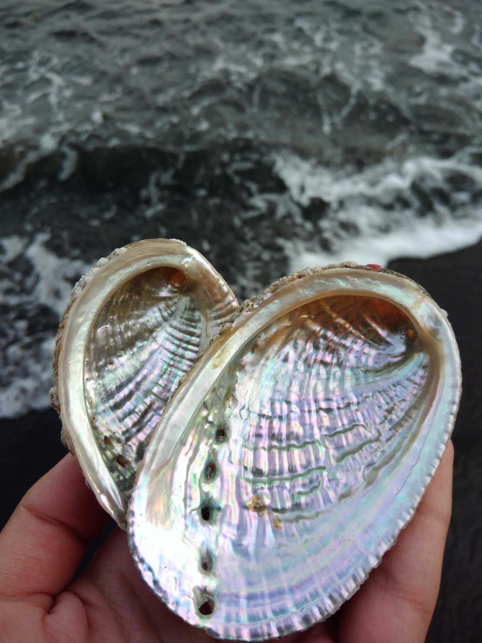 Conchas Abalone dos Açores