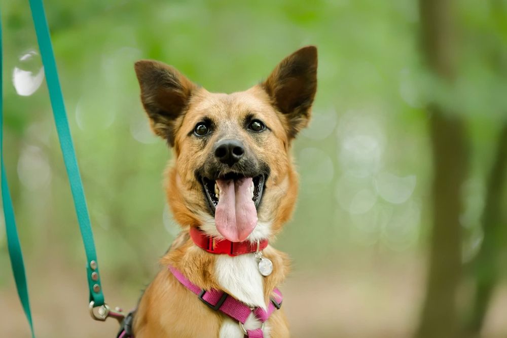 STITCH, roczny psiak w schronisku, adoptuj