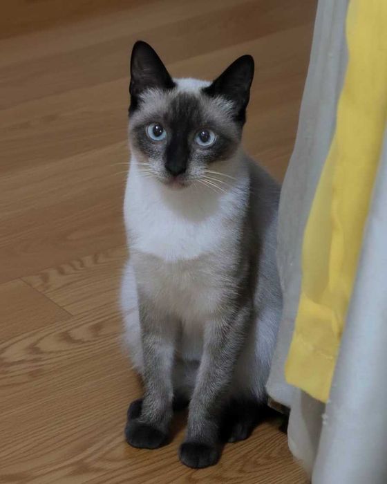 Setúbal / Margem Sul / Lisboa — CALVIN e KLEIN, gatinhos para adoção