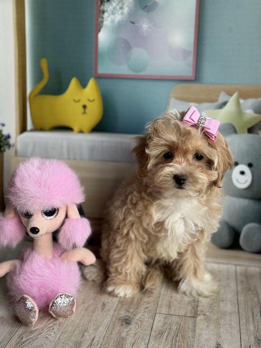 Мальтіпу F1 дівчинка