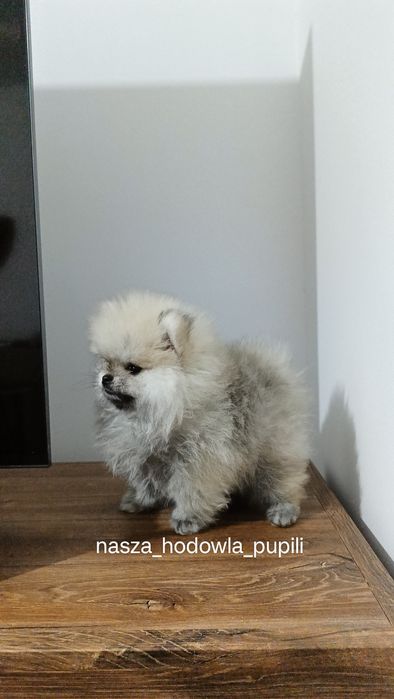 Suczka Szpic miniaturowy pomeranian MIŚ