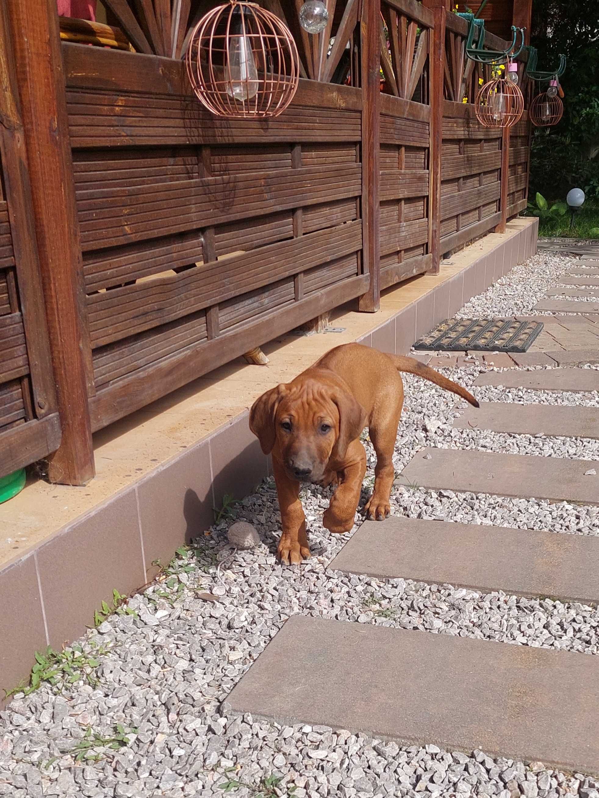 Rhodesian Ridgeback -chłopczyk