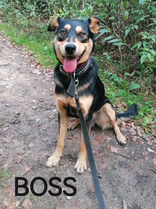 BOSS młody wesoły pies szuka domu