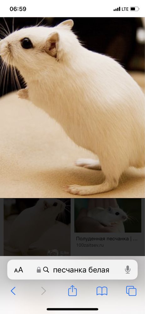 Мышки песчанки