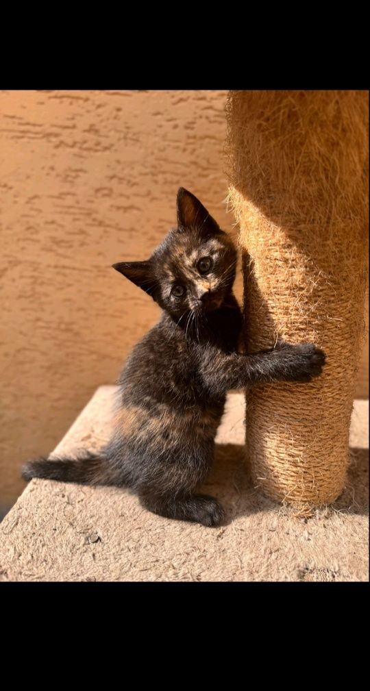 Віддамо котів в добрі руки