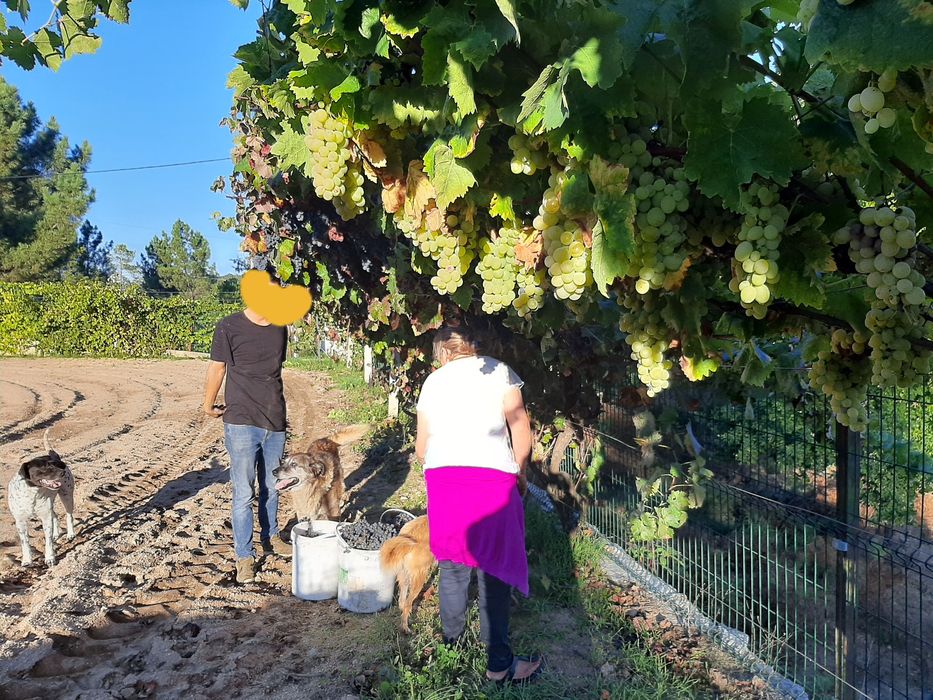 Vendo quinta em viseu a 2 minutos das termas de alcafache com moradia