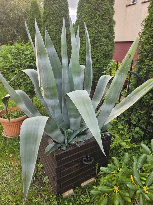 Sprzedam dużą agawę