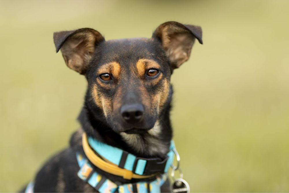 Kto pokocha śliczną i mądrą Mańkę?