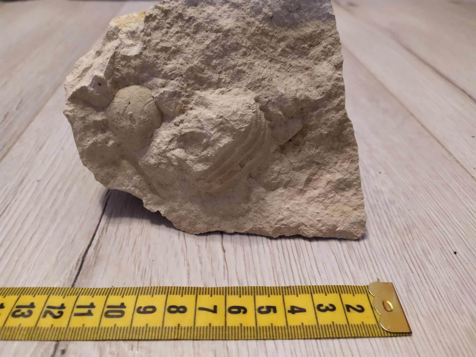 Piękna i unikalna skamieniałość jeżowiec jurajski