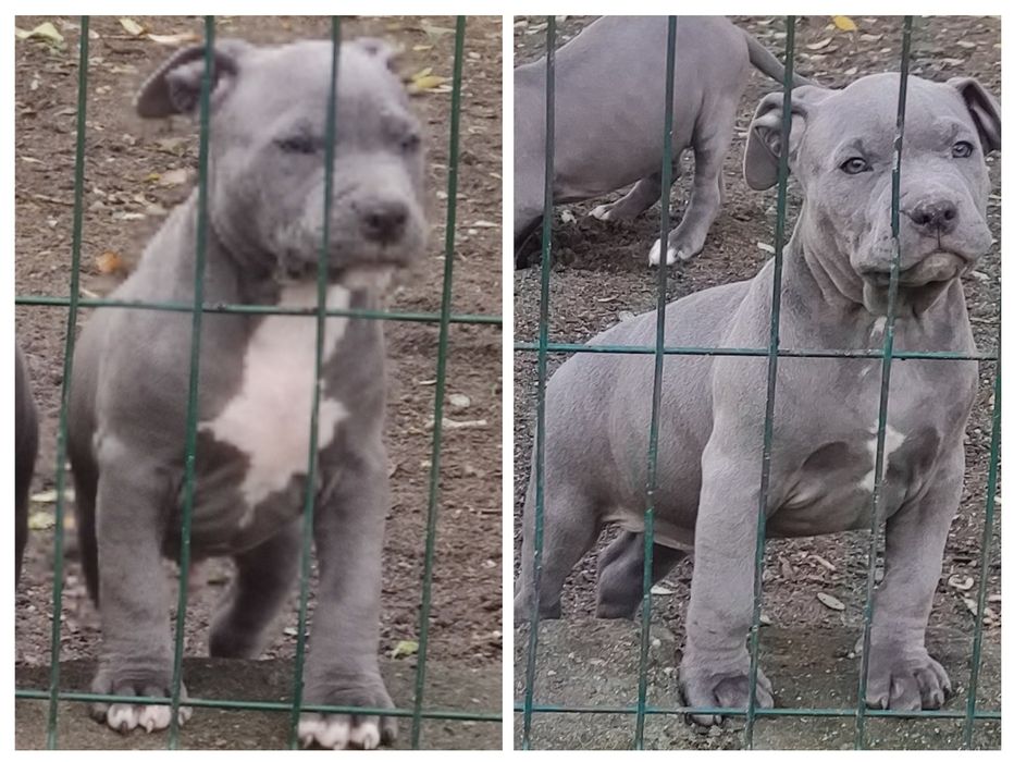 Amstaff Blue, American staffordshire terrier