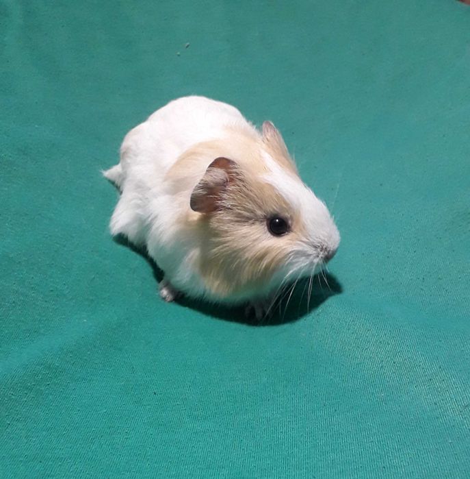 Морська свинка, гладкошерста.