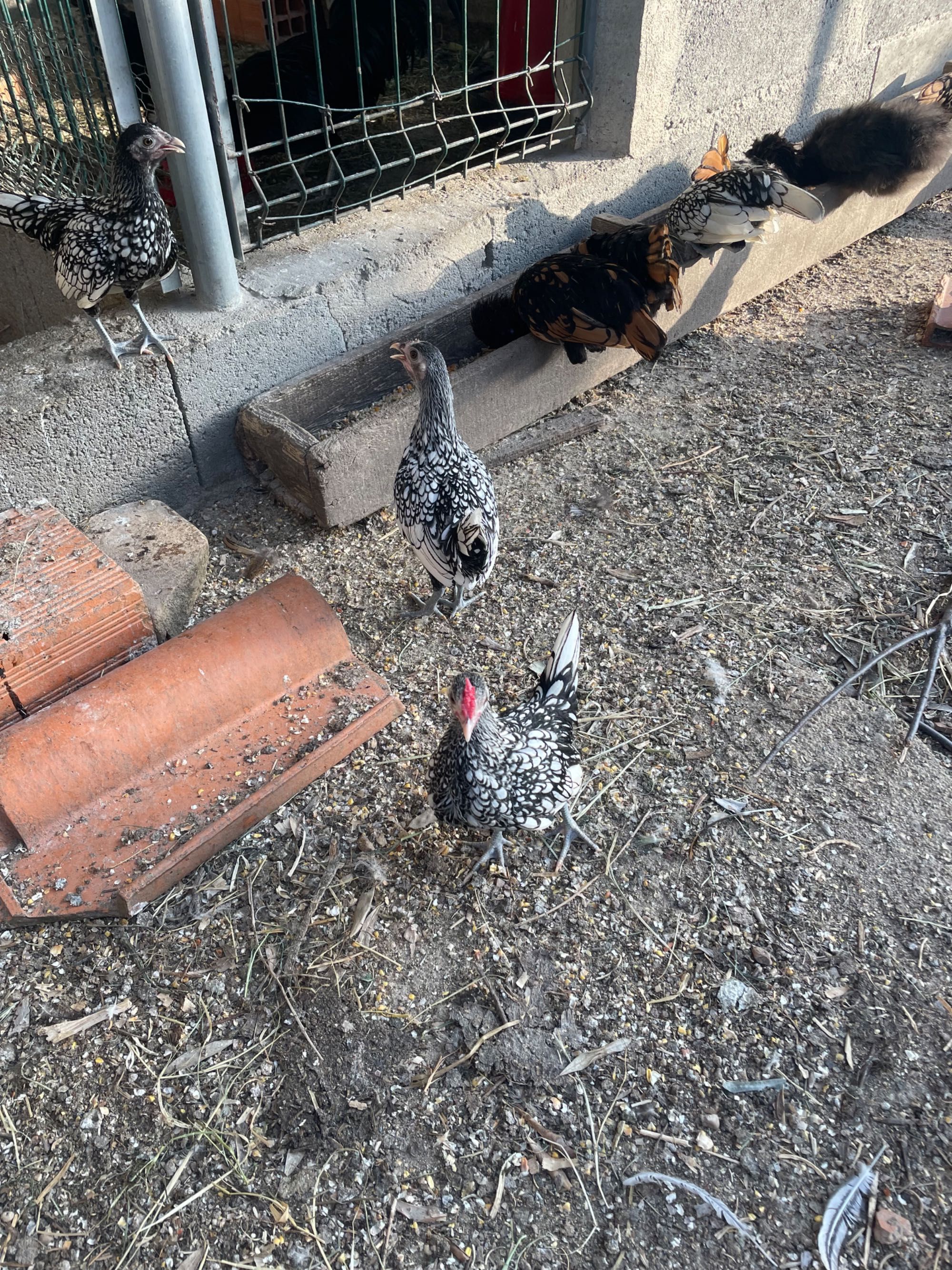 Aves ornamentais sebright