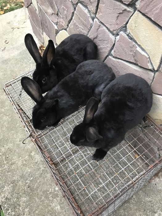 Рекс чорний самці віком 2 .5 та 3місяці