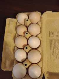 Domowe jajka kurze