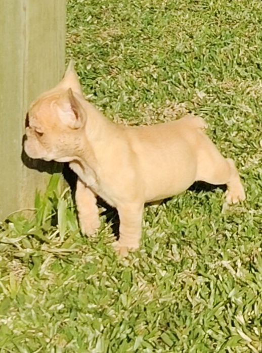 Bulldog Francês Lilac Fawn