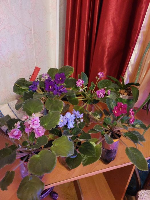 Не дорого, взрослые цветущие фиалки