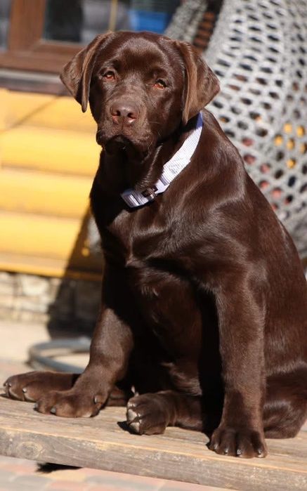 Перспективні лабрадори Хмельницький