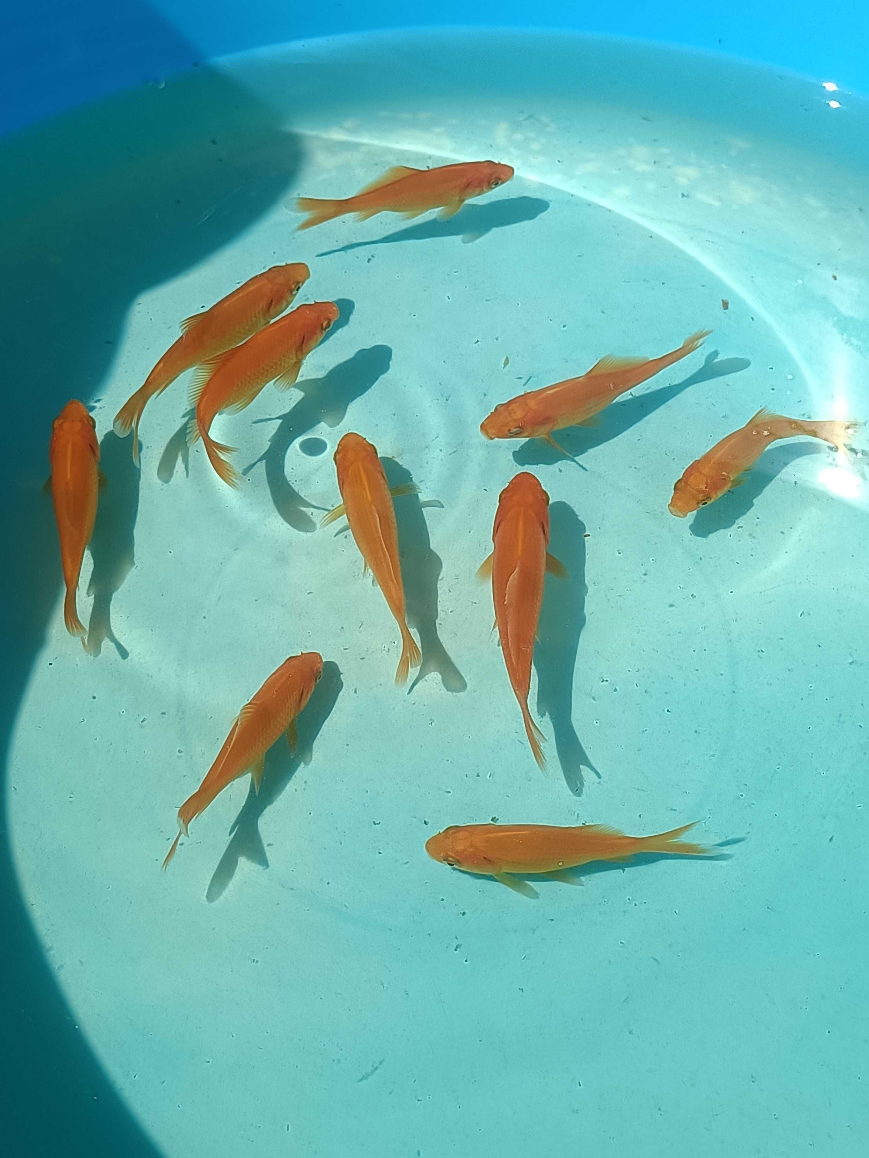 Peixes para lago ( goldfish - cometa )