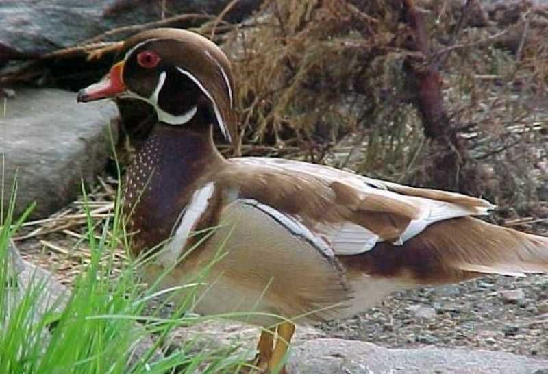 Patos ornamentais