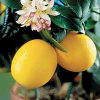 Продам цитрусове дерево лимон Мейєра
