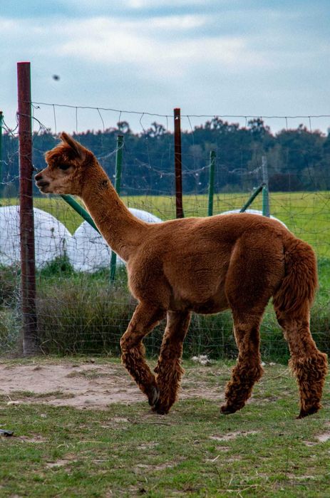 Alpaka samiec młody - cynamonowy