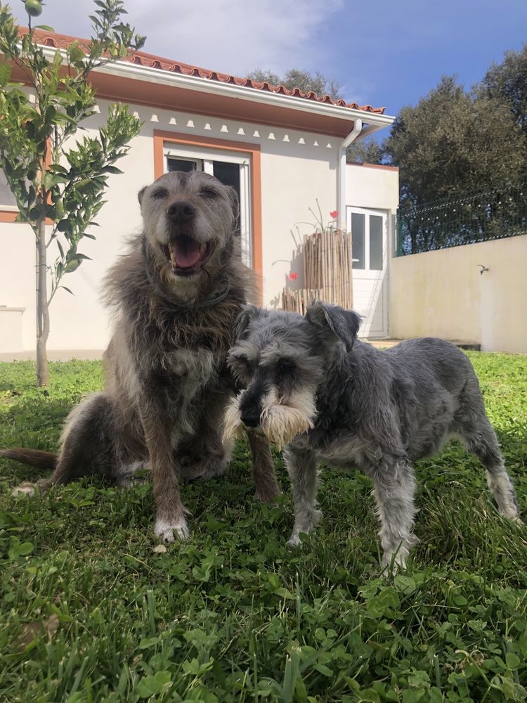 Petsitter / Estadias familiares