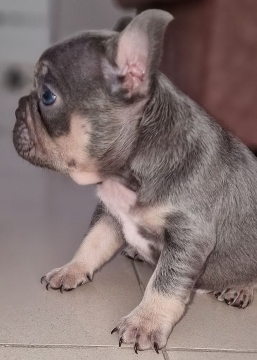 Bulldog francês linhagem superior