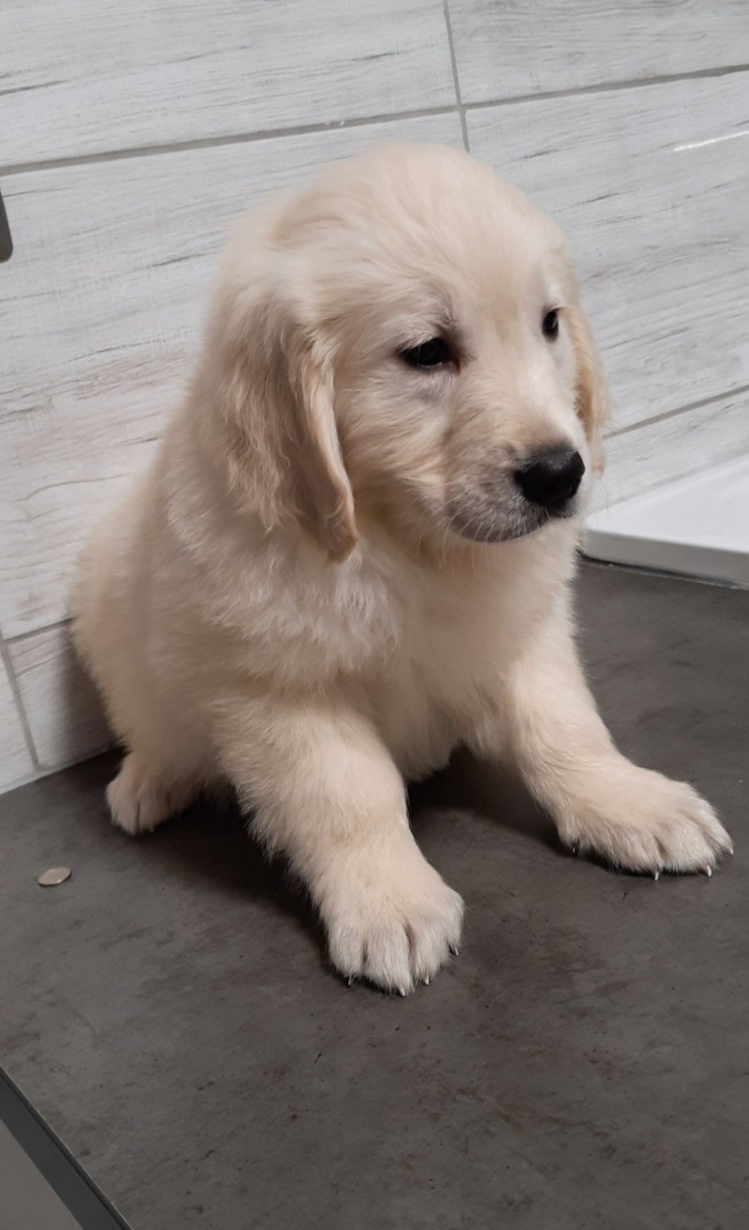 Golden Retriever piesek