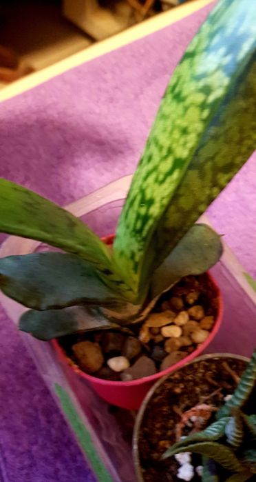Gasteria Batesiana Sukulent z Afryki