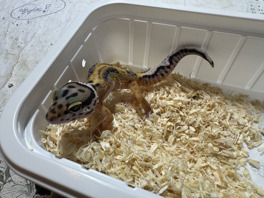 Eublepharis macularius - Gekon lamparci / 6 sztuk !