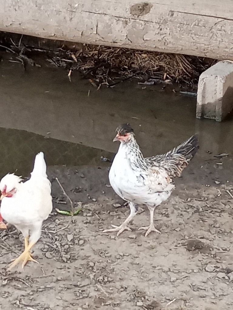 Vendo granizas e granizos