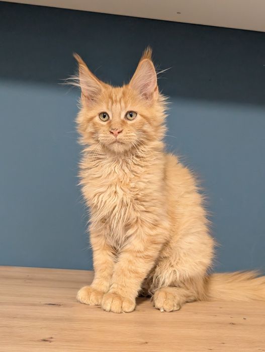 Calvin rudy kocurek Maine Coon Zapraszamy