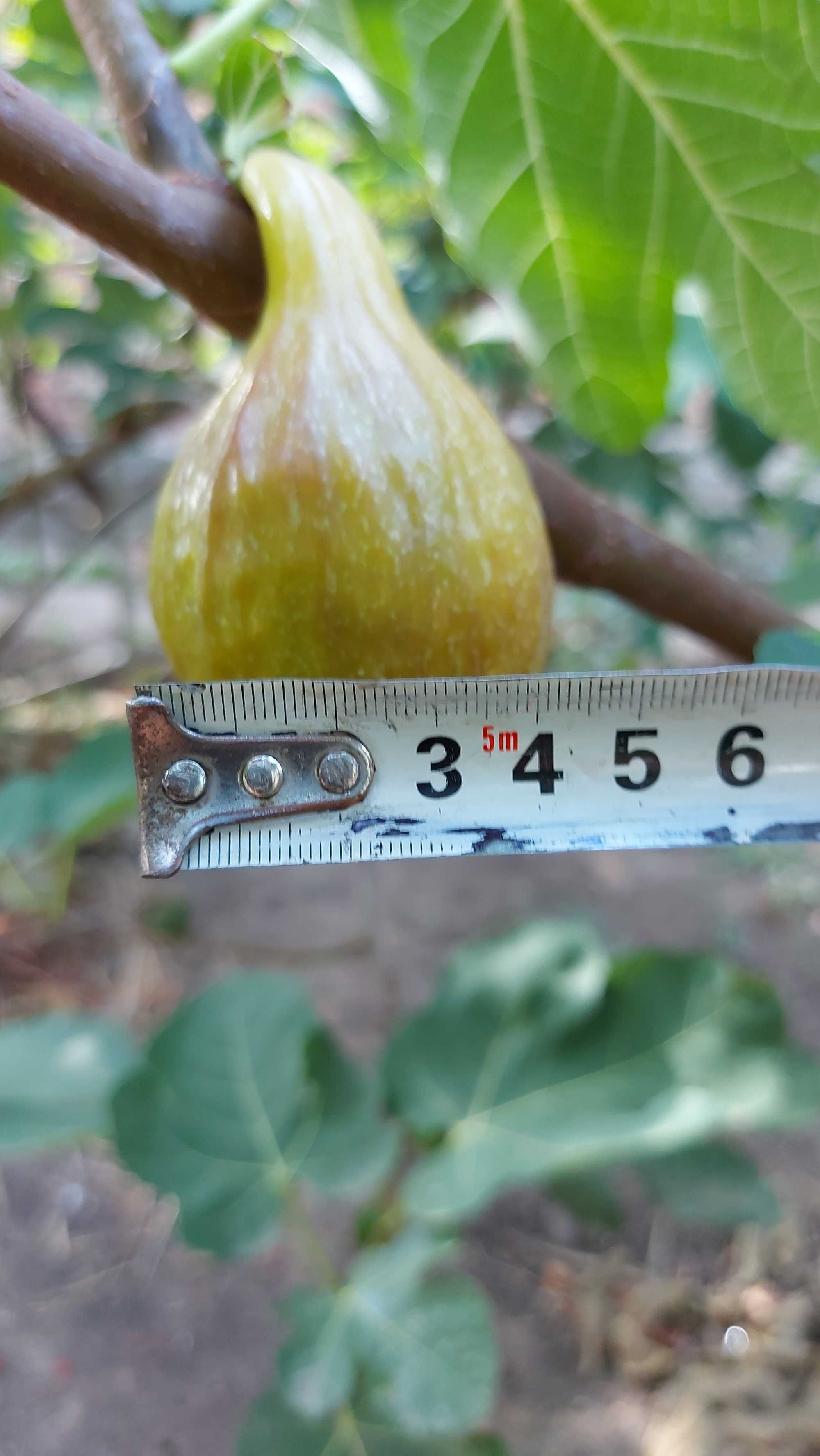 Продам  саженцы , черенки лучших и проверенных сортов инжира.